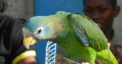 yellow billed parrot jamaica