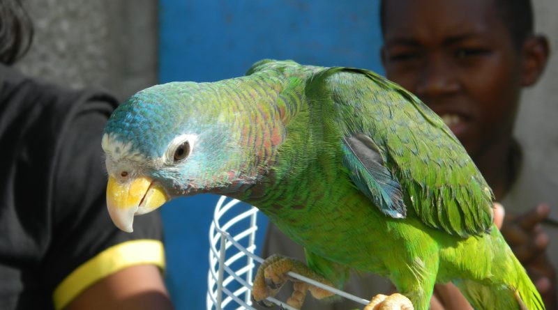 yellow billed parrot jamaica