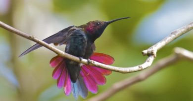 bird jamaica