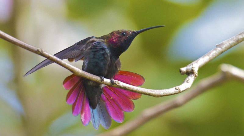 bird jamaica