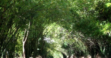 bamboo avenue jamaica