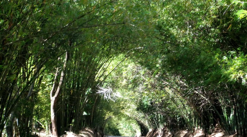 bamboo avenue jamaica