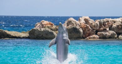 dolphin cove tour jamaica