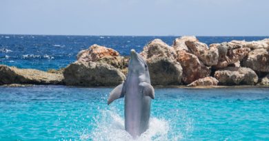 dolphin cove tour jamaica