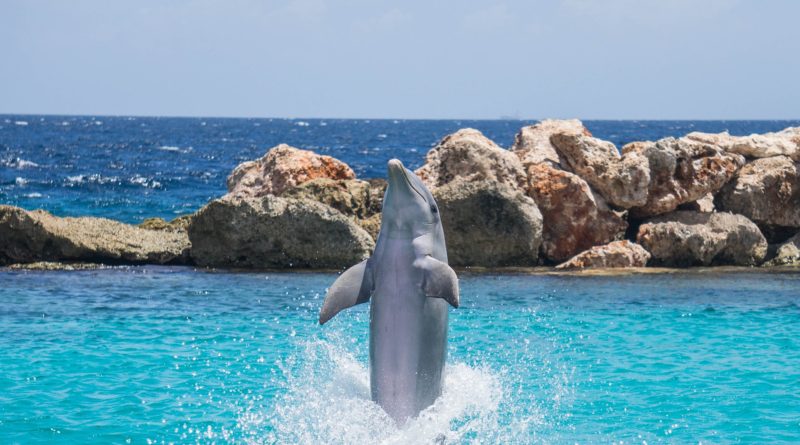 dolphin cove tour jamaica