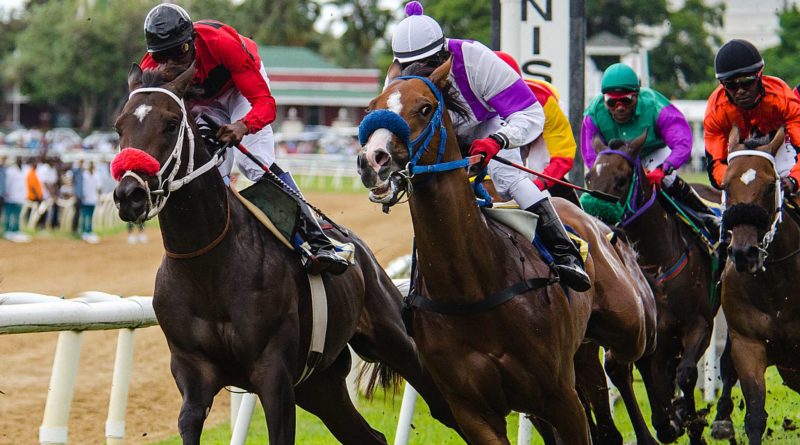 horse race jamaica