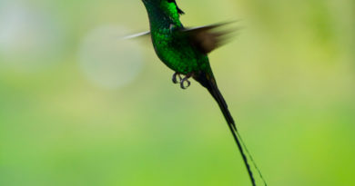 humming bird