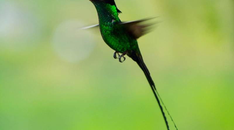 humming bird