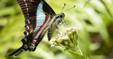 jamaican butterfly