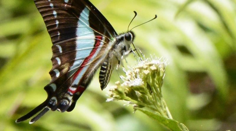 jamaican butterfly